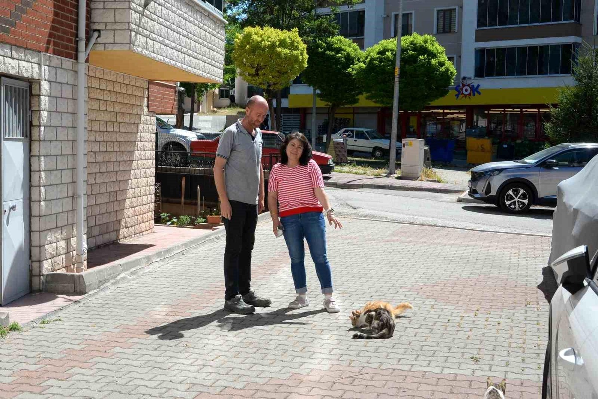 Bozüyük Belediyesi hasta kedilere tedavi sağladı