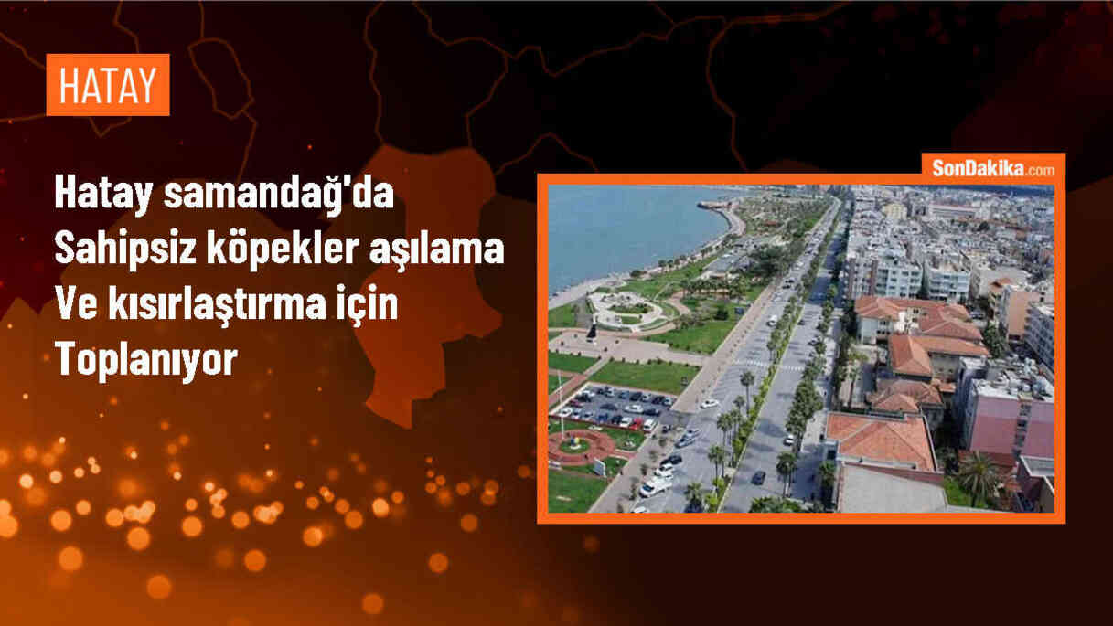 Samandağ\'da Sahipsiz Köpeklerin Aşılanması ve Kısırlaştırılması İçin Çalışma Başlatıldı