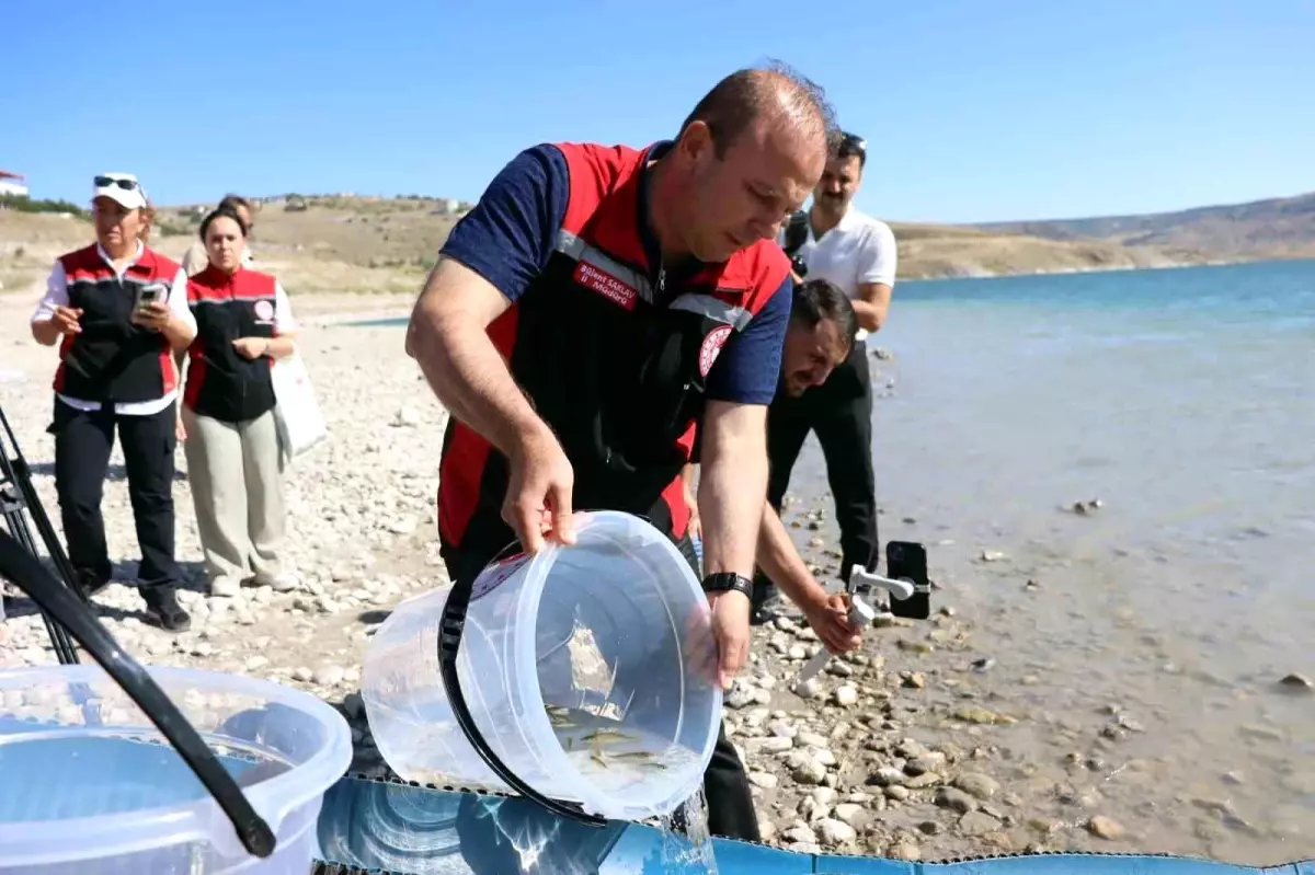 Kayseri\'de 16 Farklı Göl ve Gölete 1,5 Milyon Yavru Sazan Balığı Bırakıldı