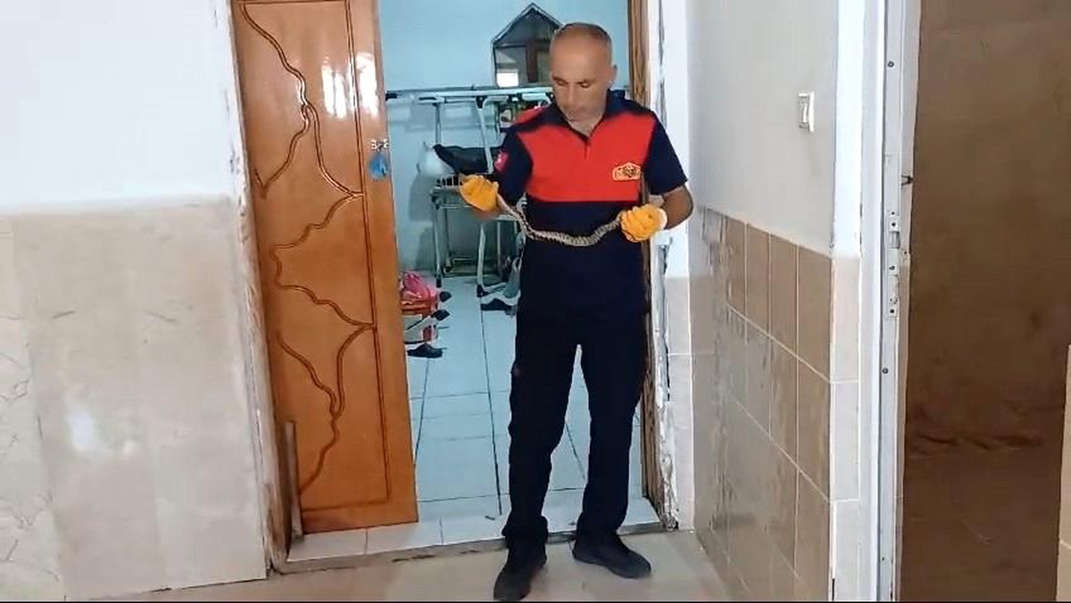 Çorum\'un Alaca ilçesinde yılan yakalandı