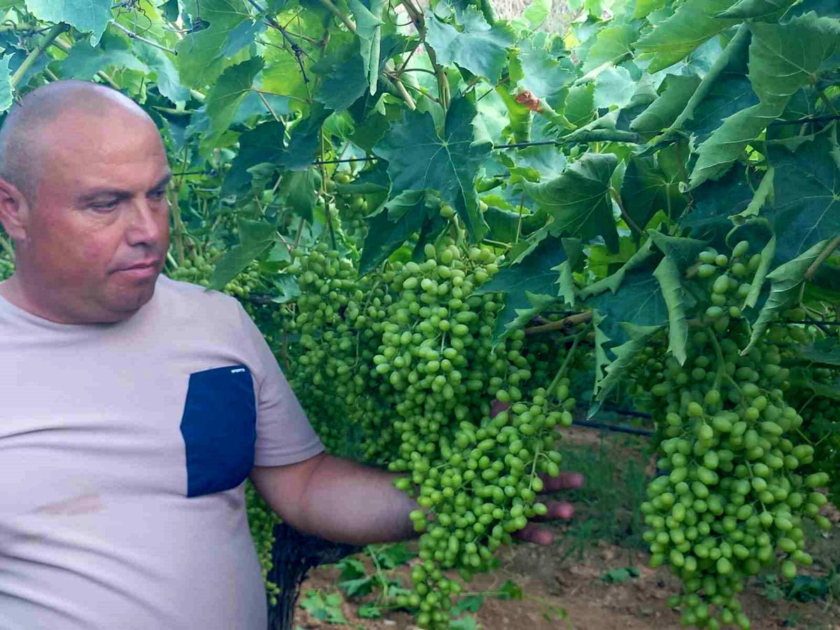 Manisa\'da Üzüm Hasadı Öncesi Bakım Çalışmaları