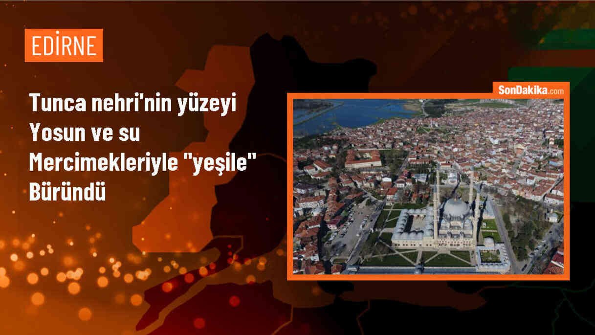Edirne\'deki Tunca Nehri Yeşile Büründü