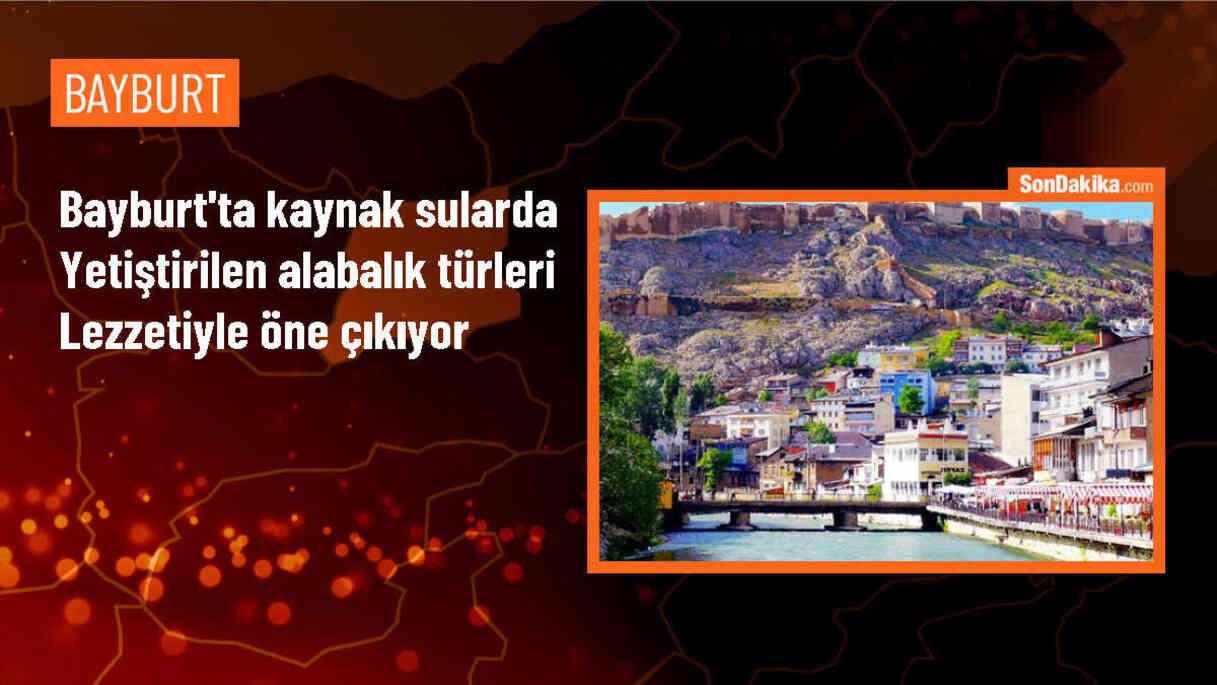 Bayburt\'ta Yetişen Alabalıkların Lezzeti Diğerlerinden Farklı