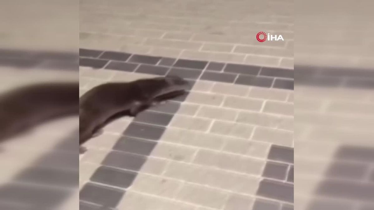 Beykoz\'da nesli tehlike altındaki su samuru görüntülendi