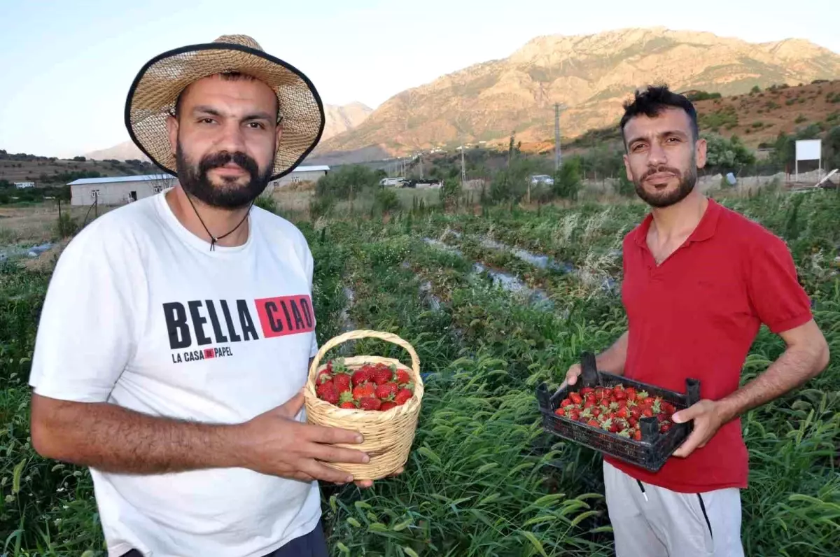 Batman\'ın Sason ilçesinde üretilen çilekler Cumhurbaşkanı Erdoğan\'a ulaştırıldı