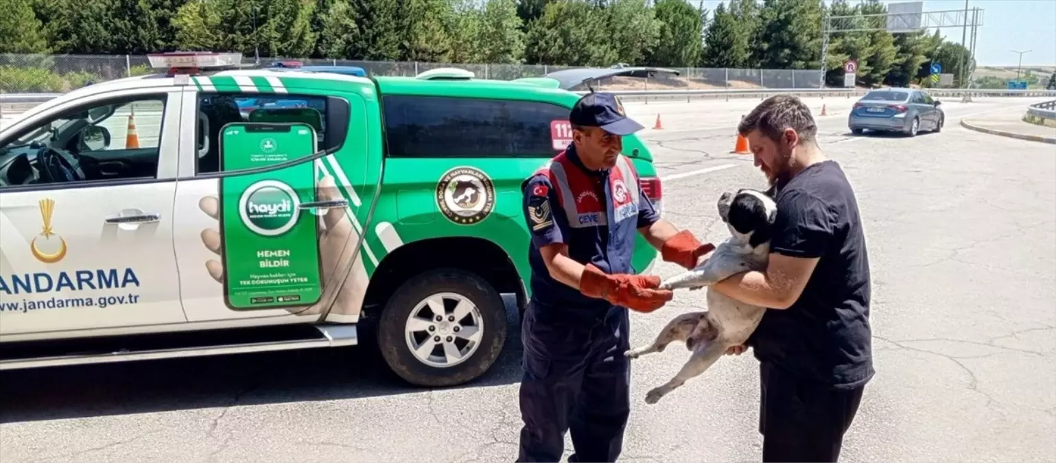 Edirne\'de Yaralı Köpek Tedavi Altına Alındı