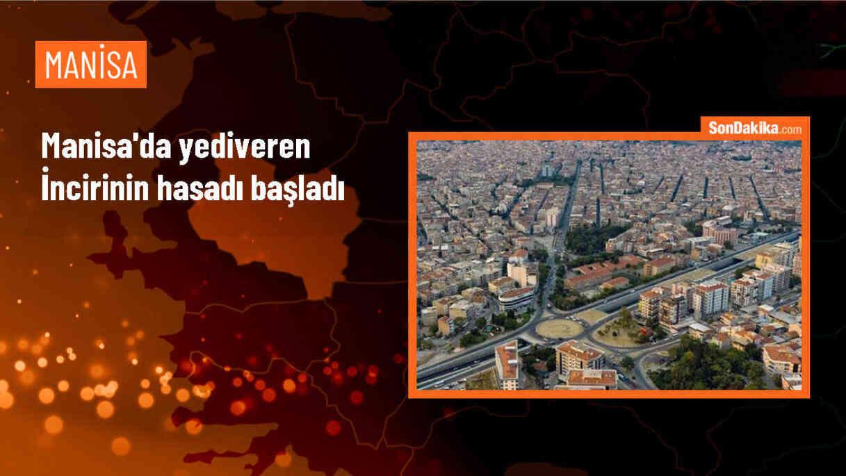 Turgutlu\'da Yediveren İnciri Hasadı Başladı