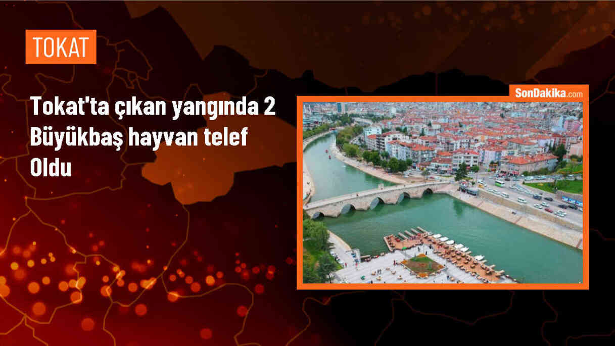 Tokat\'ın Zile ilçesinde çıkan yangında 2 büyükbaş hayvan telef oldu