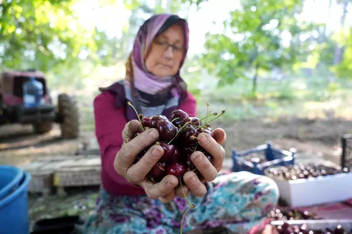 Bursa\'nın Coğrafi İşaretli Keles Kirazında Hasat Başladı