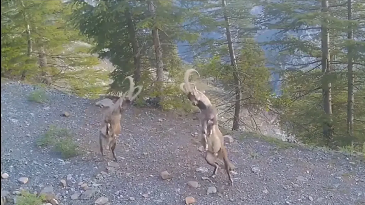 Dağ keçilerinin üstünlük kavgası fotokapana yansıdı