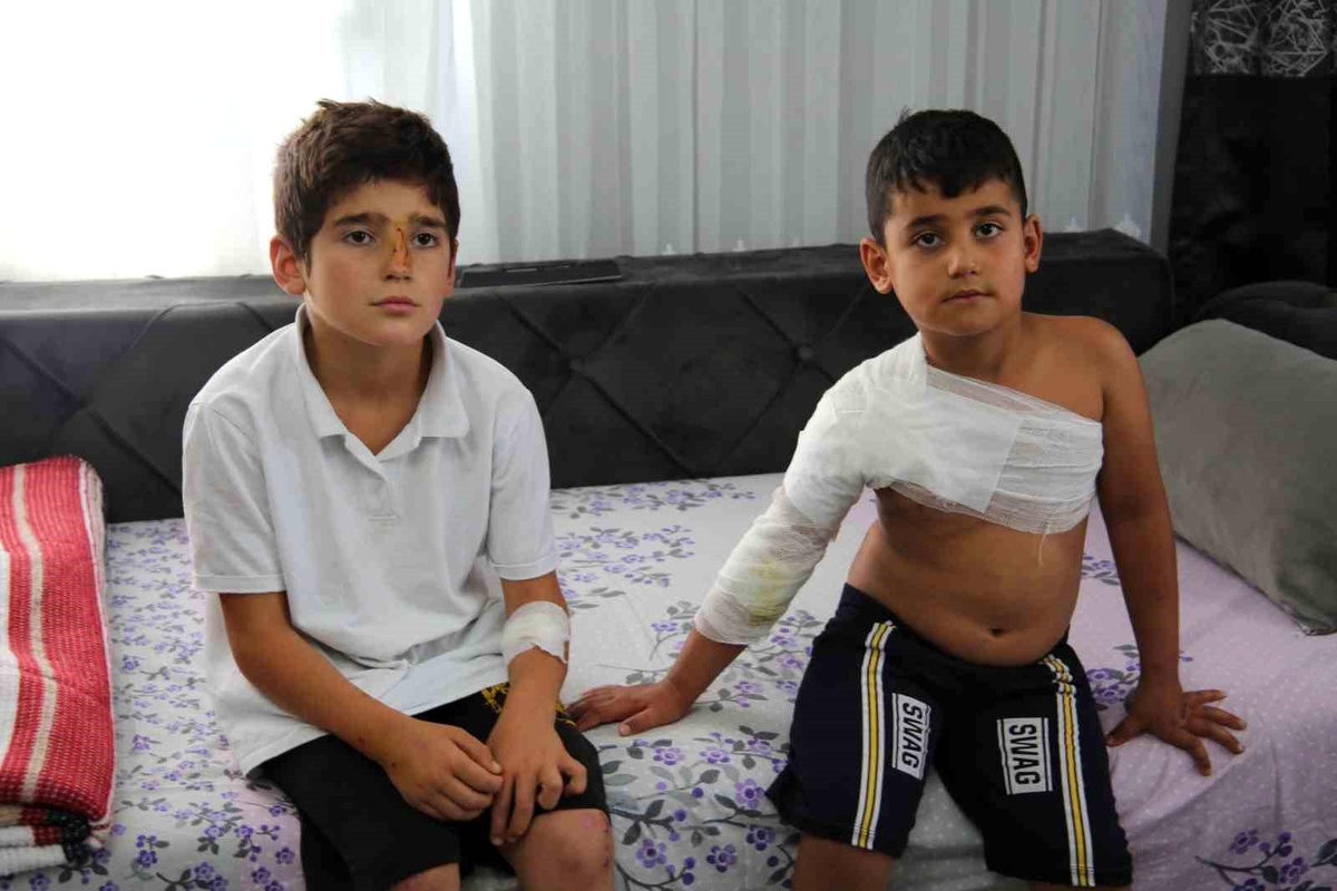 Muş\'ta sahipsiz köpeklerin saldırısına uğrayan çocuklar yaralandı