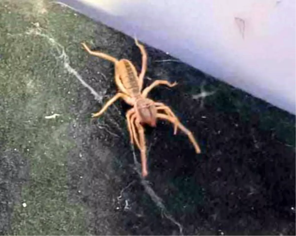 Çorum\'da Güçlü Zehre Sahip \'Sarıkız\' Örümcek Görüldü