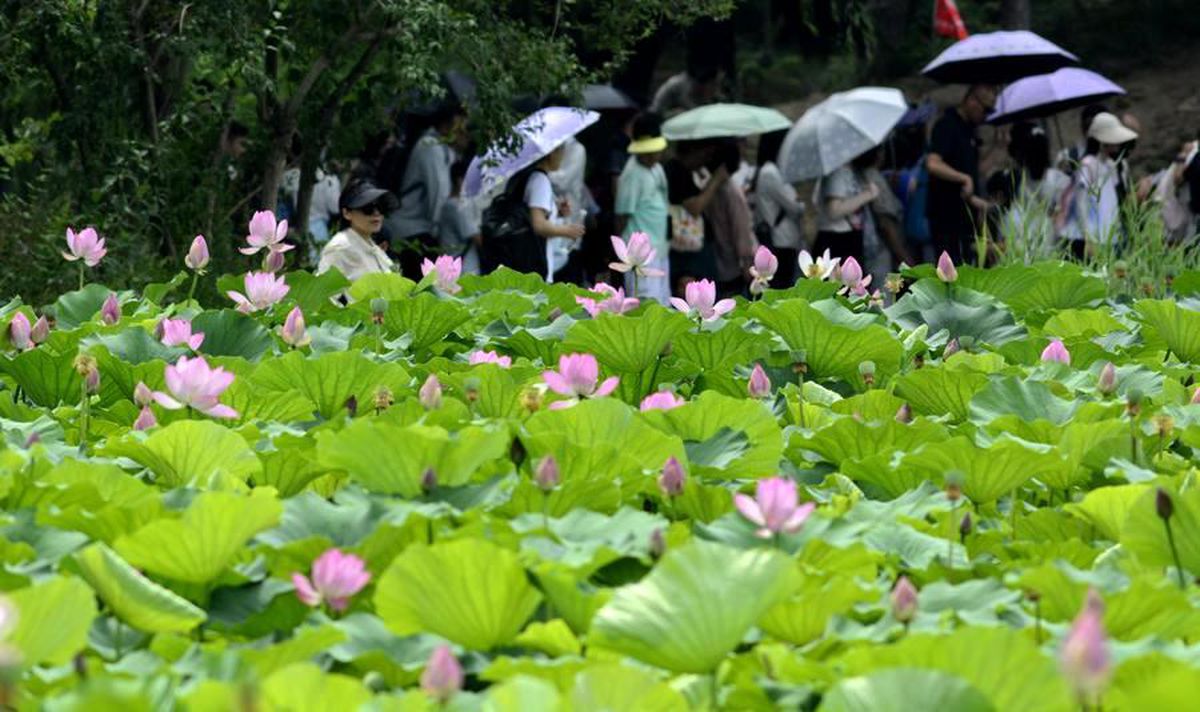Beijing\'deki Yuanmingyuan Parkı\'nda Nilüfer Çiçekleri Açmaya Başladı