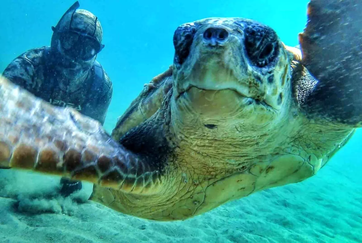 Rekortmen dalgıç Çanakkale Boğazı\'nda caretta caretta ile selfie çekti