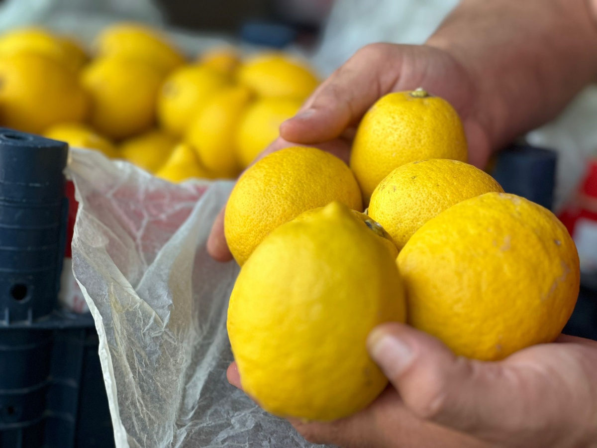 Meteorolojik Olaylar Yerli Domates ve Limon Fiyatlarını Etkiledi