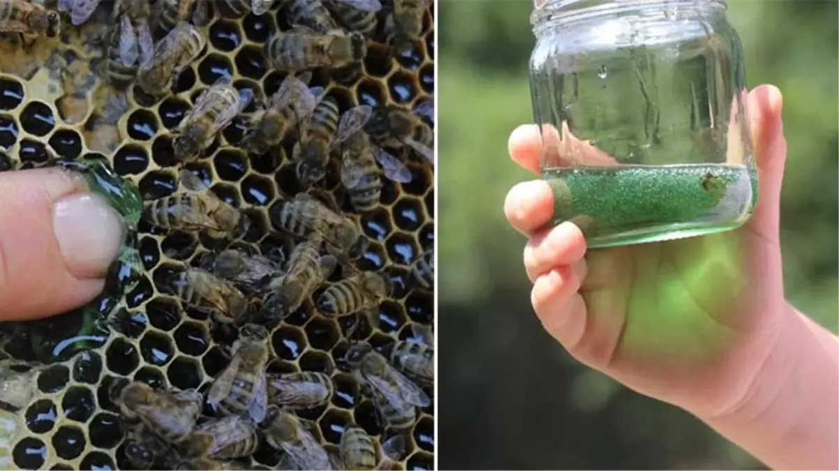 Kovanı açınca karşılaştığı manzara karşısında hayrete düştü! Numune alınan bal inceleniyor