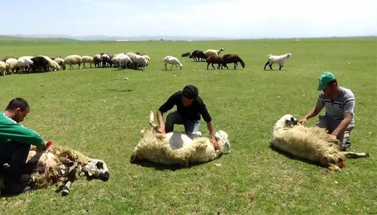 Erzincan\'da Yaylalarda Koyun Kırkımı Devam Ediyor