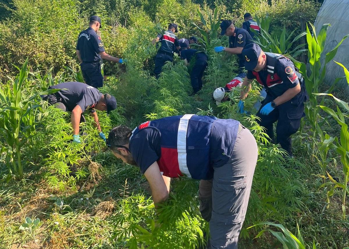 Bartın\'da Uyuşturucu Operasyonu: 1 Şüpheli Yakalandı, 300 Kök Kenevir Ele Geçirildi