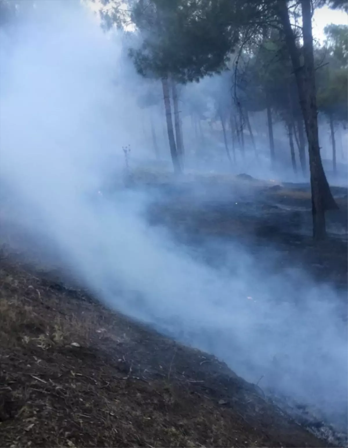 Gaziantep\'te meşelik alanda çıkan örtü yangını söndürüldü