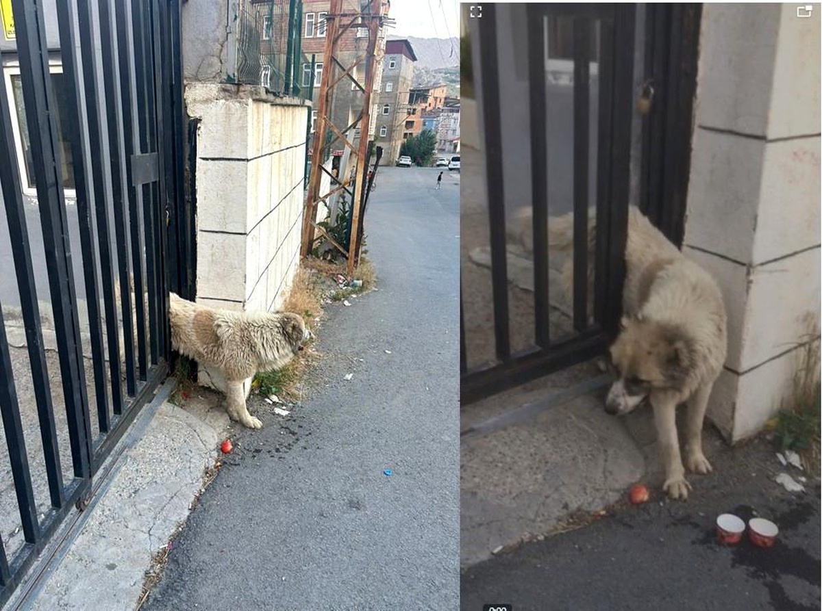Hakkari\'de demir korkuluklara sıkışan köpek kurtarıldı