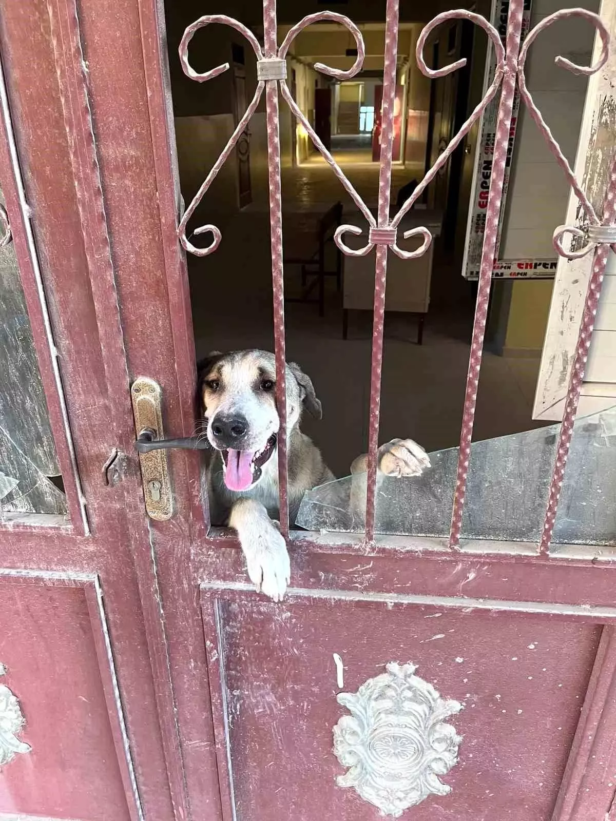 Antakya\'da mahsur kalan köpek itfaiye ekipleri tarafından kurtarıldı