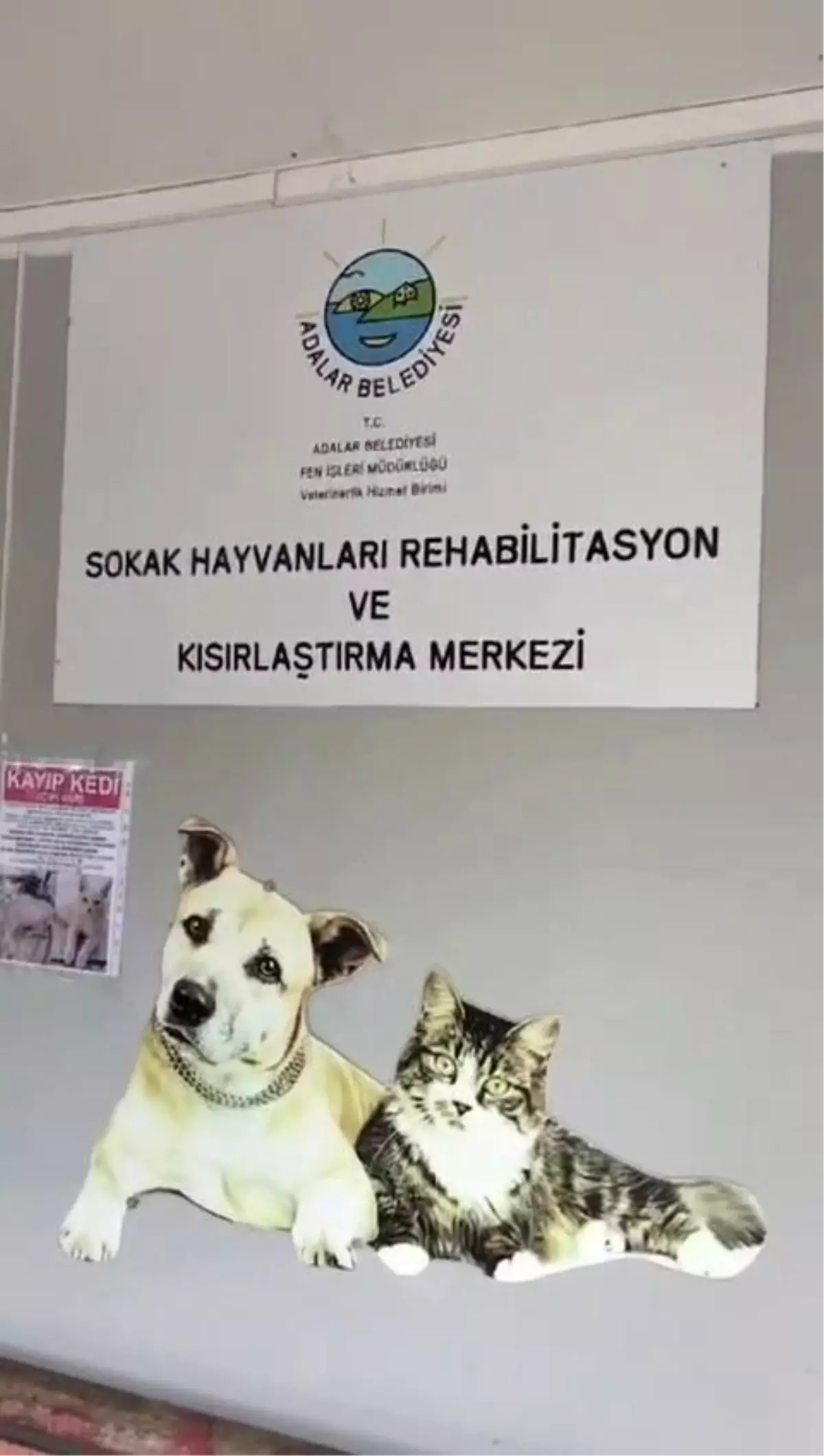 Büyükada\'da Sokak Hayvanları Rehabilitasyon Merkezi\'nde Hayvanlar Susuz ve Mamasız Bırakıldı