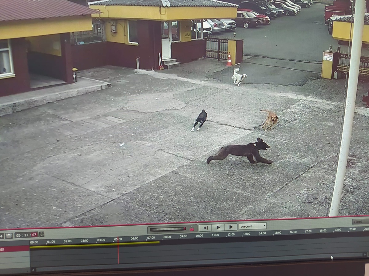 Yavru Ayı, Çay Fabrikası Bahçesine Girdi ve Sokak Köpekleri Tarafından Kovalandı