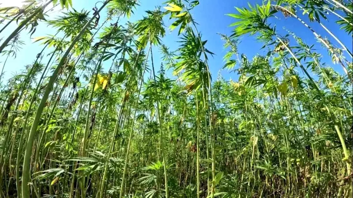 Samsun, Türkiye\'nin Kenevir Üretim Merkezi Haline Geldi