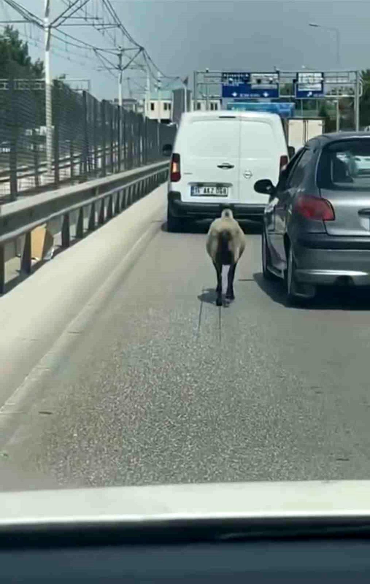 Bursa\'da sahiplerinin elinden kaçan koyun trafiği alt üst etti