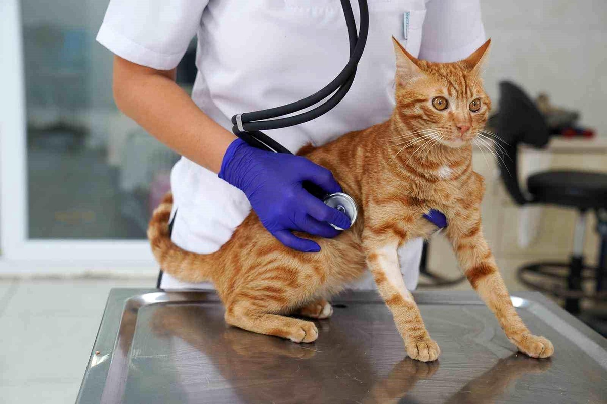 Felçli kedi sağlığına kavuştu, yeni yuvasını arıyor
