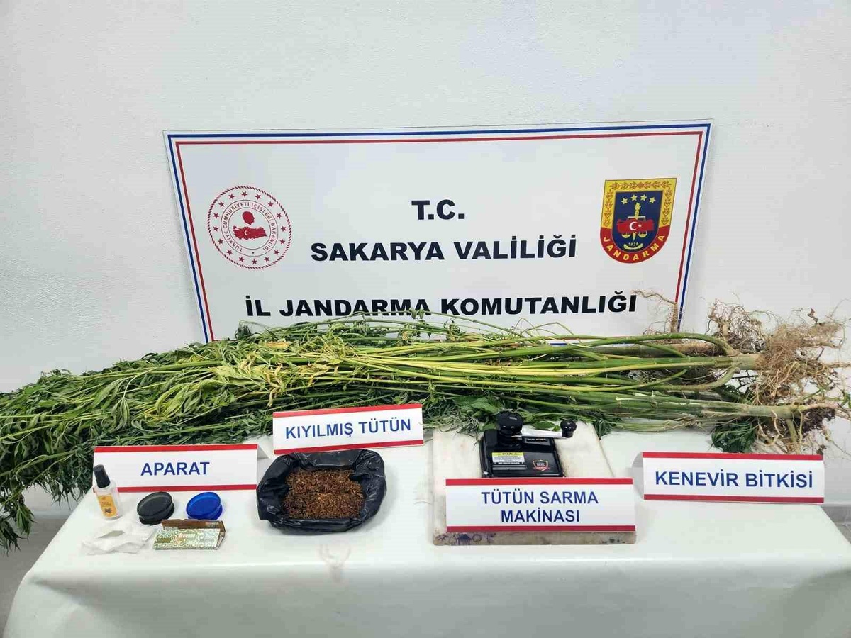 Sakarya\'da Uyuşturucu Operasyonunda 10 Kilo Tütün ve 10 Kök Kenevir Ele Geçirildi