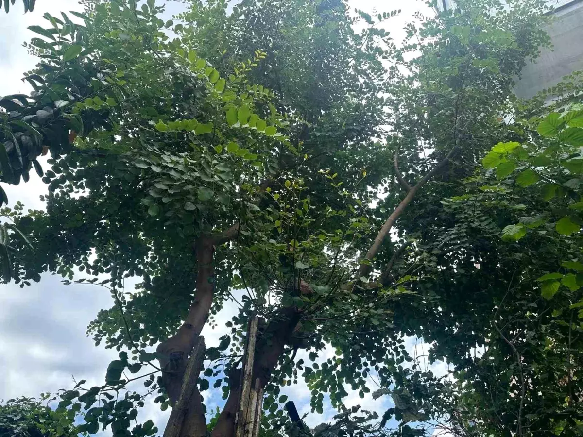 Sinop\'ta Keçiboynuzu Ağacı Şaşırttı