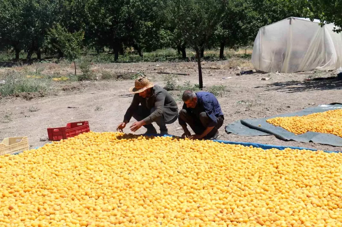 Malatya Kayısısı: Güneşin Altın Yumurtası