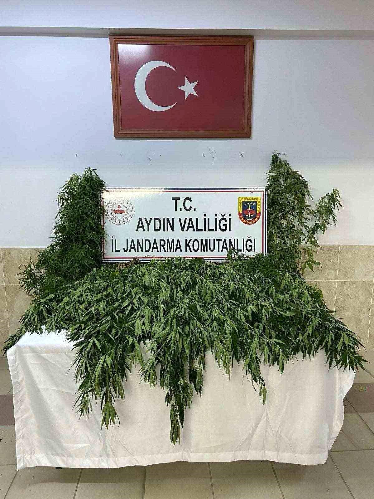 Nazilli\'de yapılan operasyonda 100 kök kenevir ele geçirildi