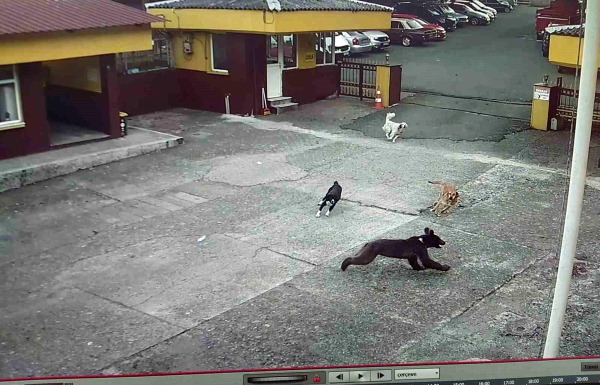 Rize\'de Yavru Ayı Köpekler Tarafından Kovalandı