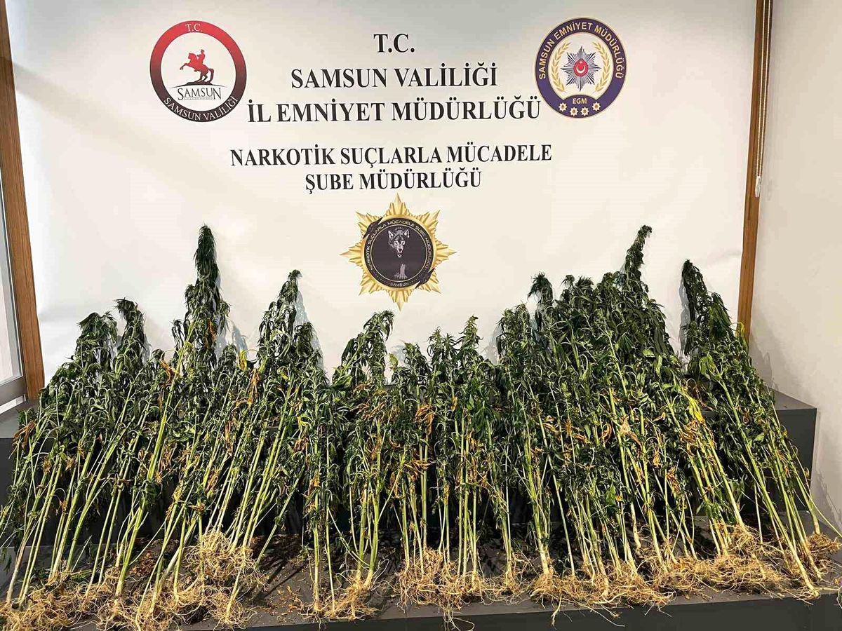 Samsun\'da Ormanlık Arazi ve Saksıda 178 Kök Kenevir Ele Geçirildi