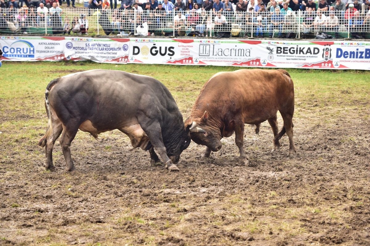 Artvin\'de düzenlenen Kafkasör Festivali\'nde boğa güreşleri büyük ilgi gördü