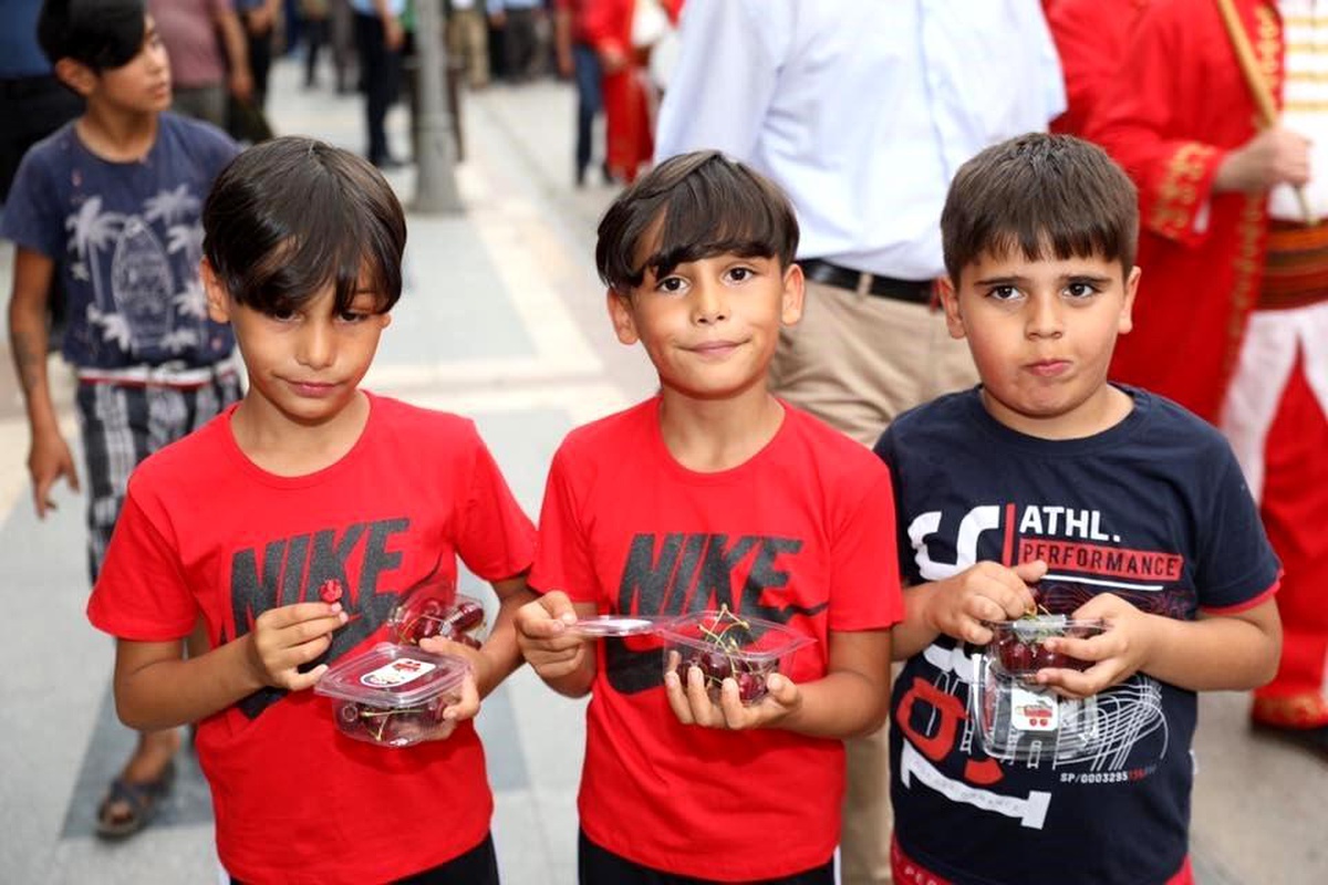 Altın Kiraz Festivali Başlıyor