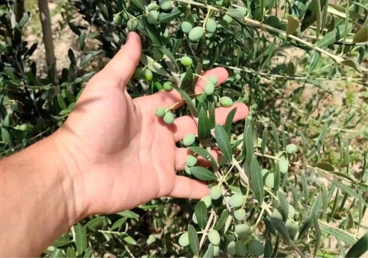 Manisalı genç girişimci İspanyol bodur zeytin fidanlarını yurt içine ve yurt dışına ihraç ediyor