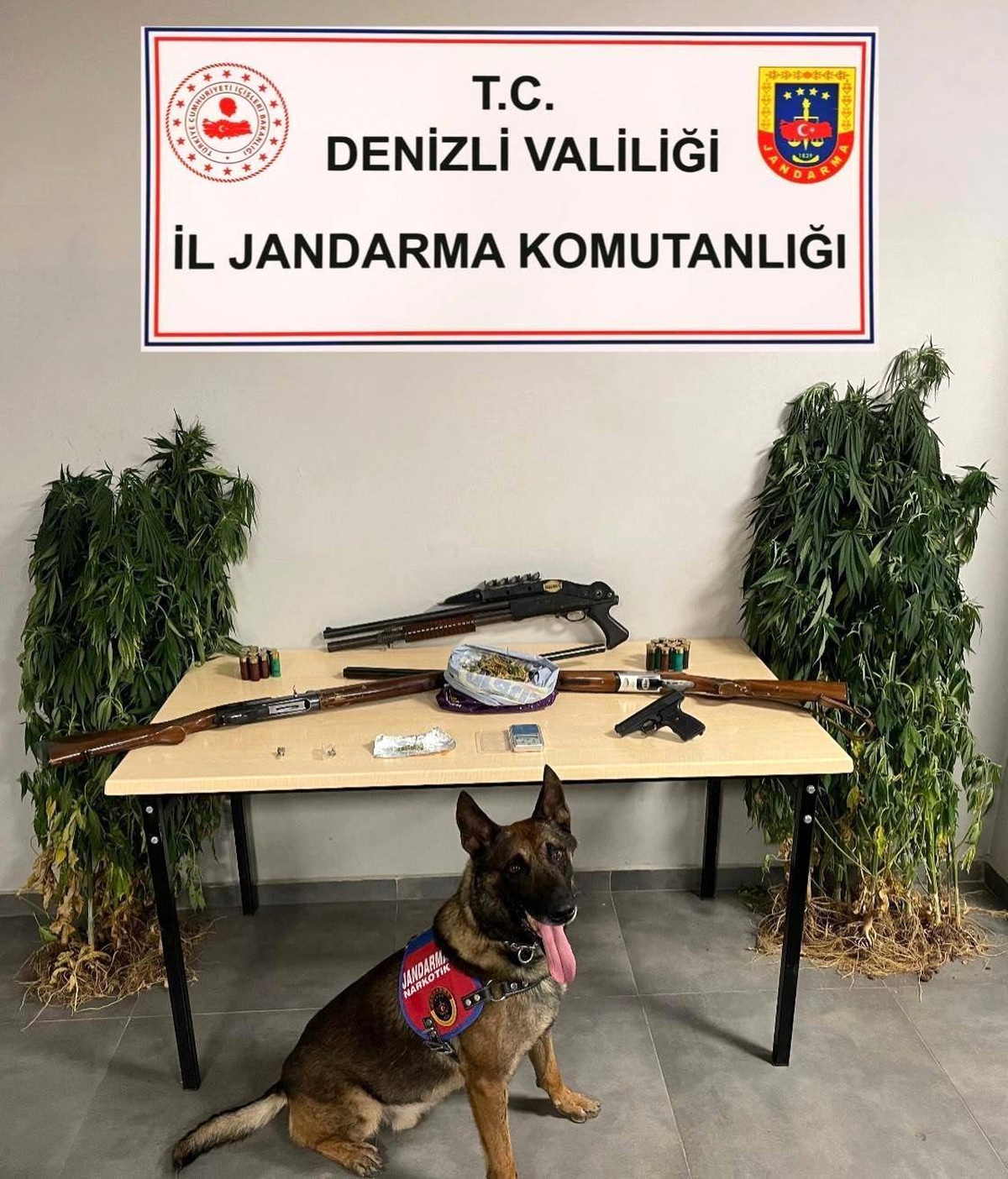 Denizli Tavas\'ta Hint keneviri yetiştiren şüpheliye operasyon düzenlendi