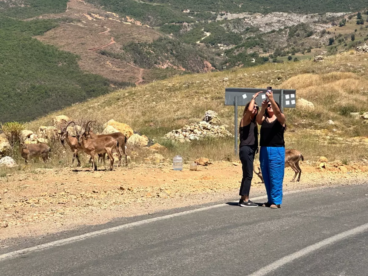 Tunceli\'de Yaban Hayvanları İle İlgili Uyarı