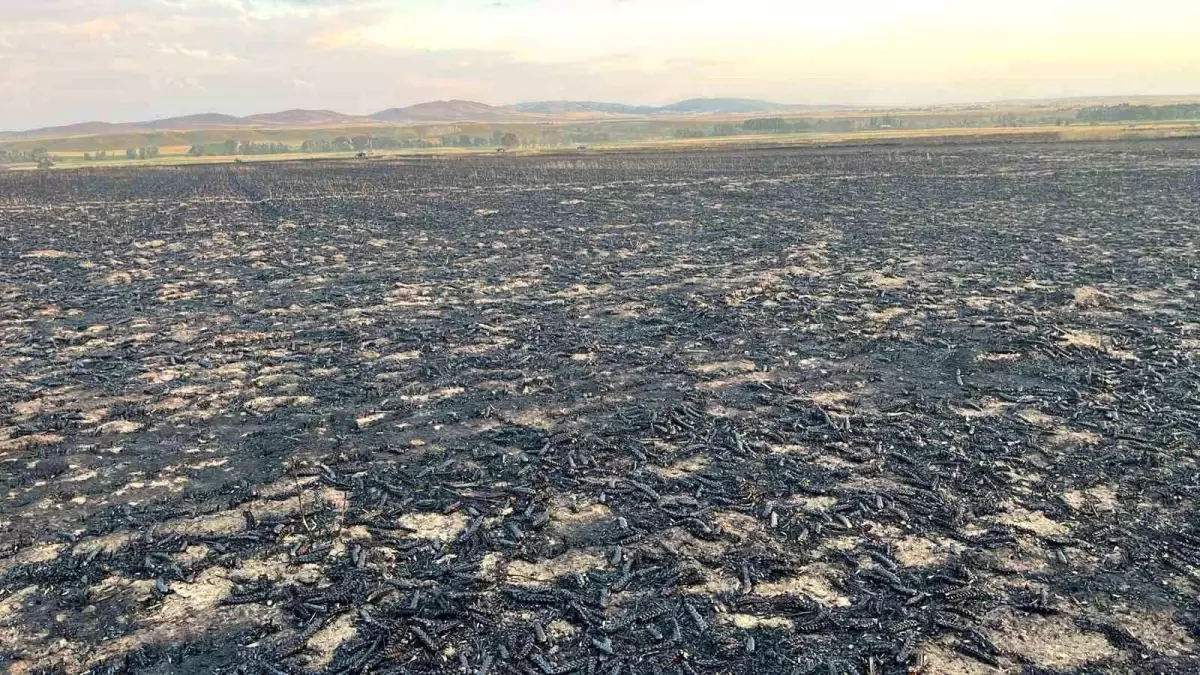 Yozgat\'ta çıkan yangında bin dönüm buğday ekili alan yandı