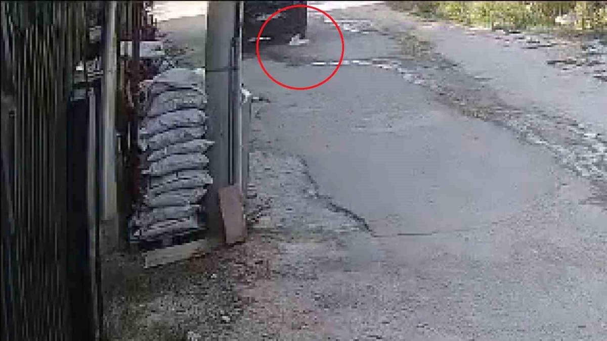 Antakya\'da araç su içen kediyi ezdi