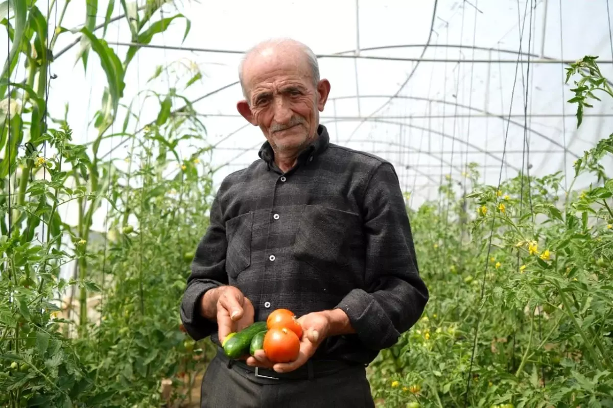 Bayburt\'ta 74 yaşındaki çiftçi ata tohumlarıyla organik tarım yapıyor