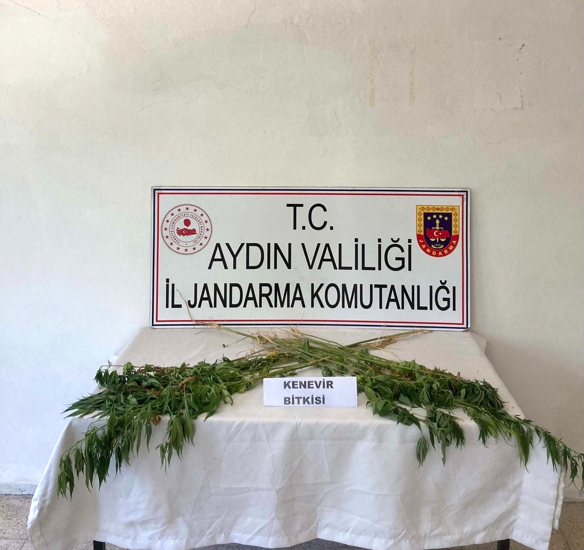 Aydın\'da Uyuşturucu Operasyonu: 38 Kök Kenevir Ele Geçirildi