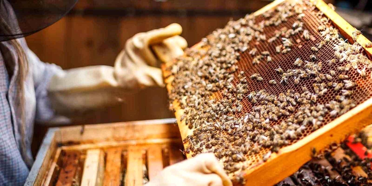 Bayraklı Belediyesi Arıcılık Kursu Açıyor