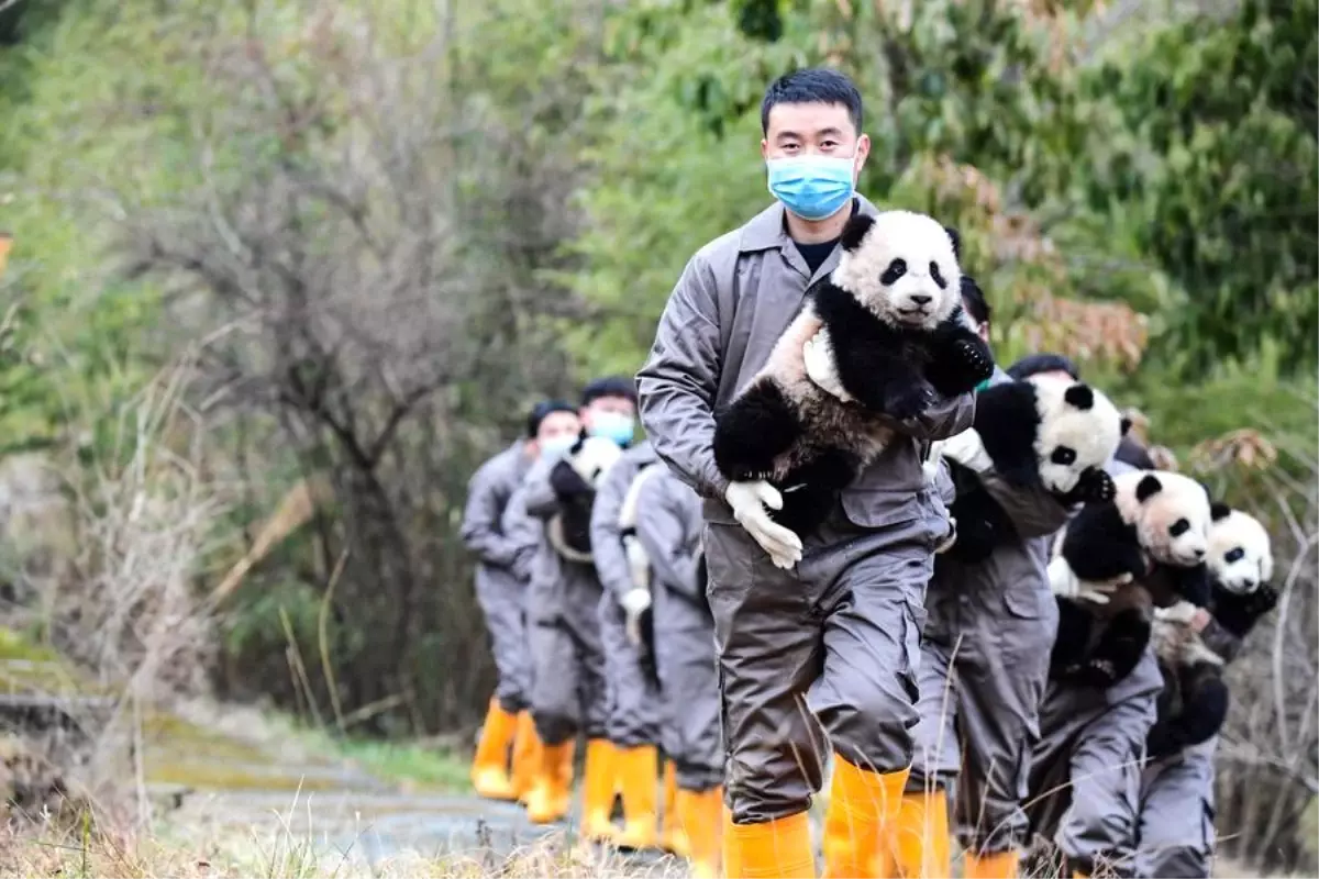 Çin\'deki Dev Panda Yüksekokulu 50 Lisans Öğrencisi Kabul Edecek