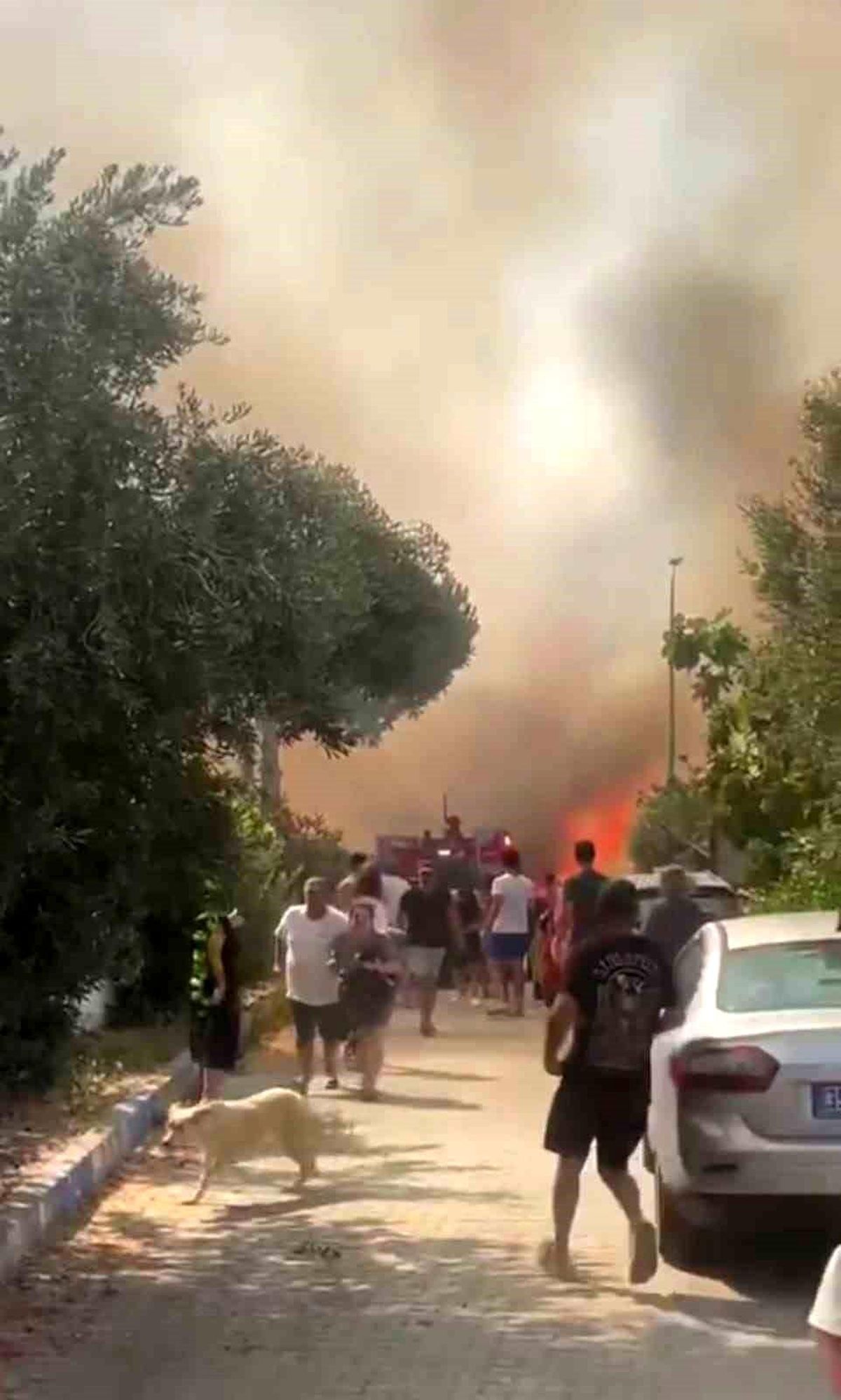 Foça\'da Orman Yangınına Havadan ve Karadan Müdahale