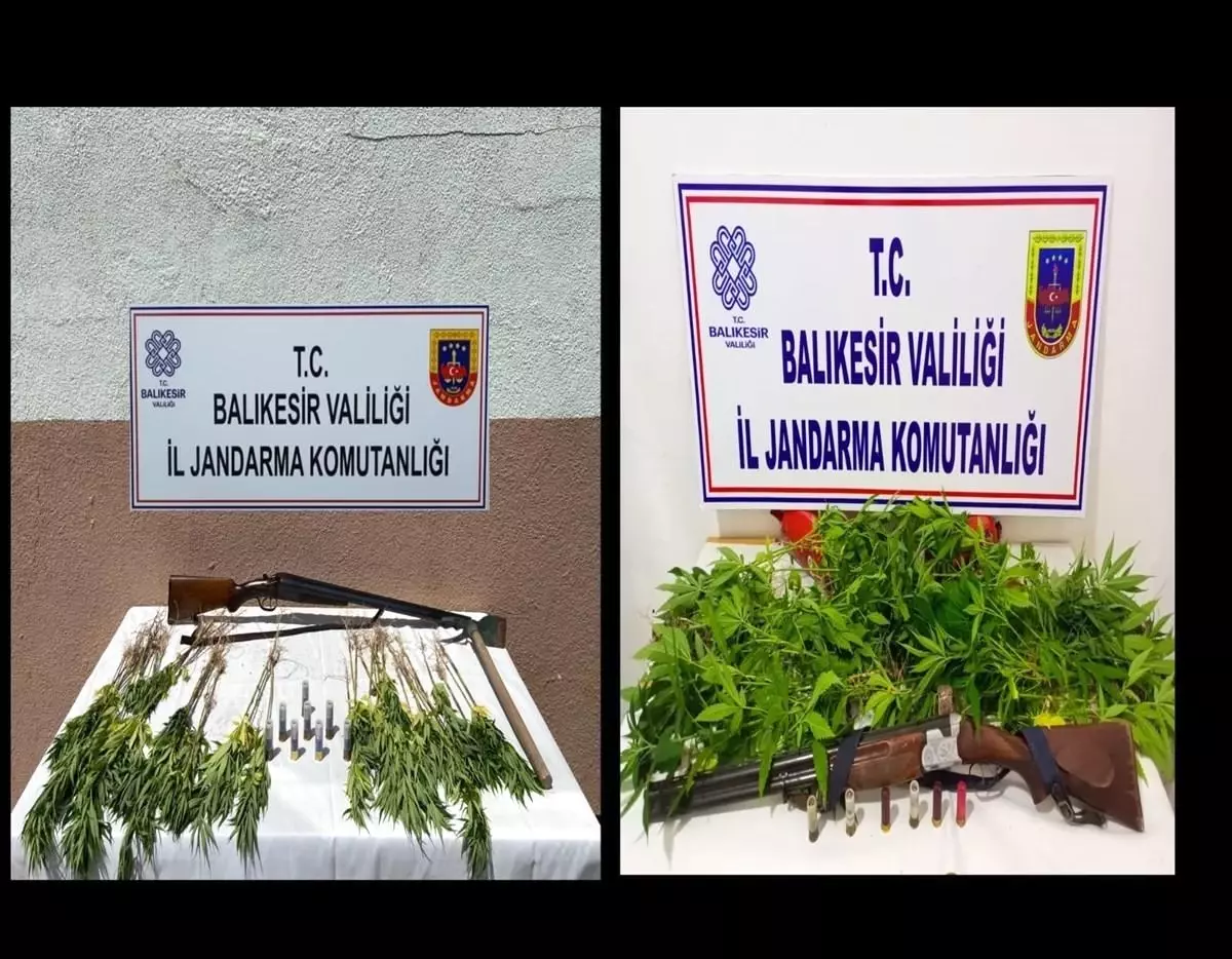 Balıkesir\'de Kaçak Kenevir Ekimi Yapan 3 Şahıs Gözaltına Alındı