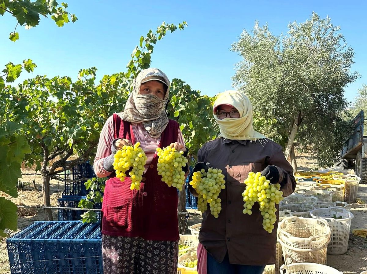 Manisa Sarıgöl\'de Superiol ve Trakya İlkeren Üzüm Hasadı Başladı